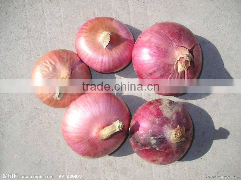 Best price onion peeler machine 0086 15333820631