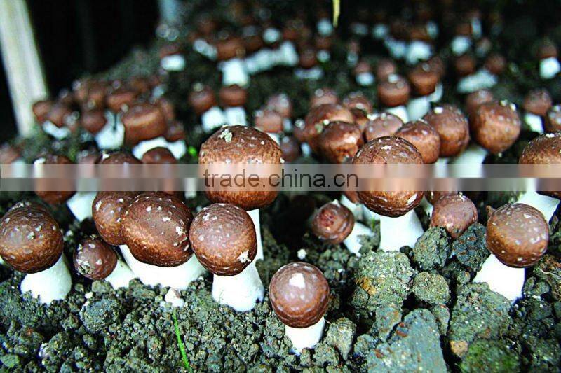 BNP Sells agaricus blazei murill mushroom Capsule