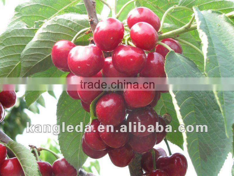 2012 New Crop Sweet Canned red cherry