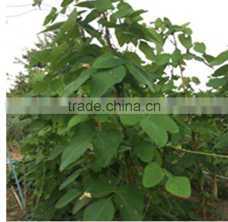velvet bean herbal viagra male sex products