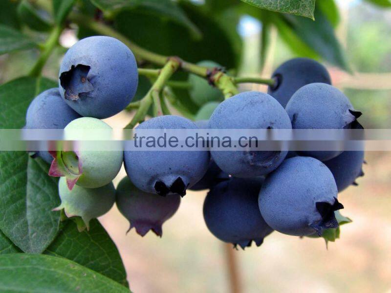 Blueberry Multiple layer continuous type mesh belt dryer