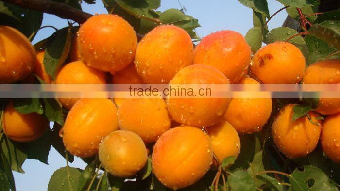 Apricot Multiple layer continuous type mesh belt dryer