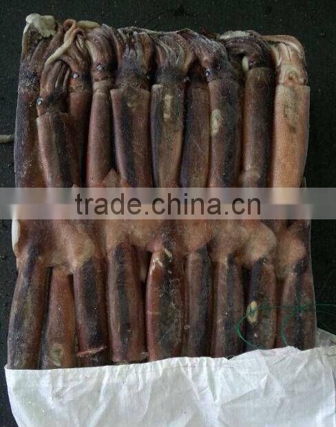 penang of illex squid