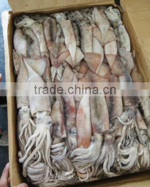 Whole Round Todarodes Pacificus Frozen Squid