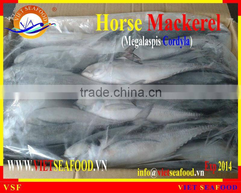 FROZEN W/R HORSE MACKEREL