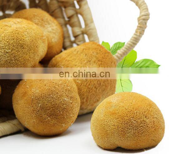 Hericium Erinaceus Powder, Lions Mane extract powder