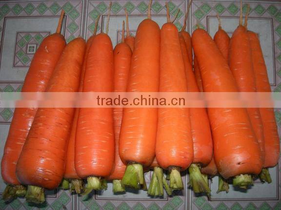 Chinese New carrot/Frozen Red Carrots for sale