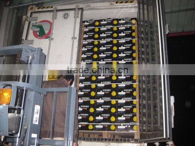 fresh fruit pomelo/big pomelo /grape fruit