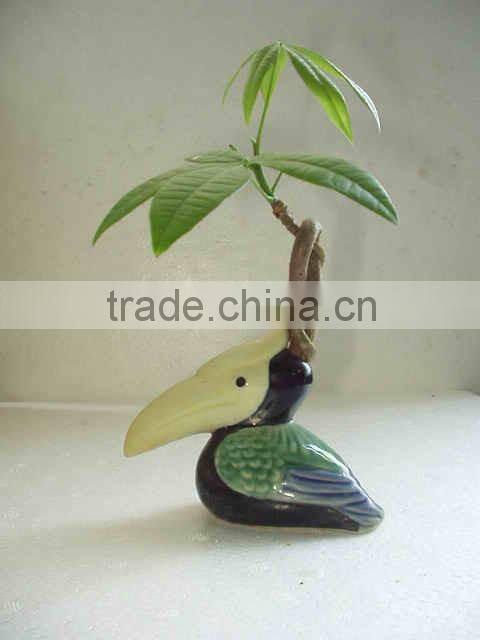 decorative pachira ornamental plants