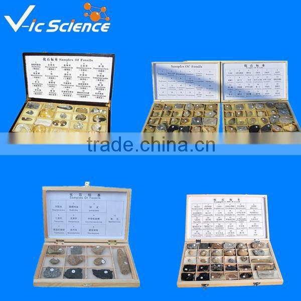 fossils specimenn for research