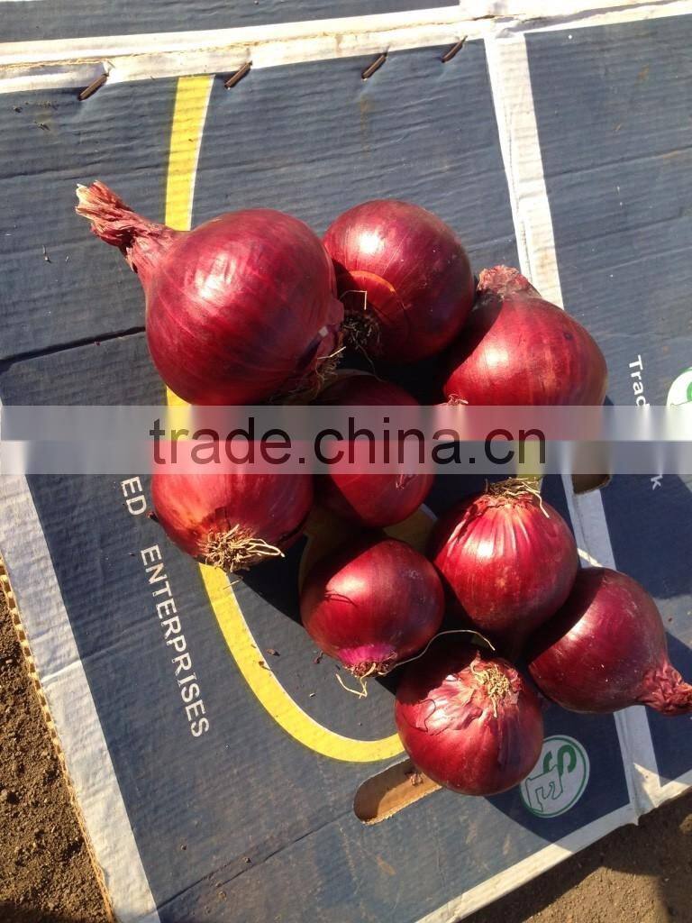 HOT SALE/ BEST QUALITY RED ONIONS export to any country