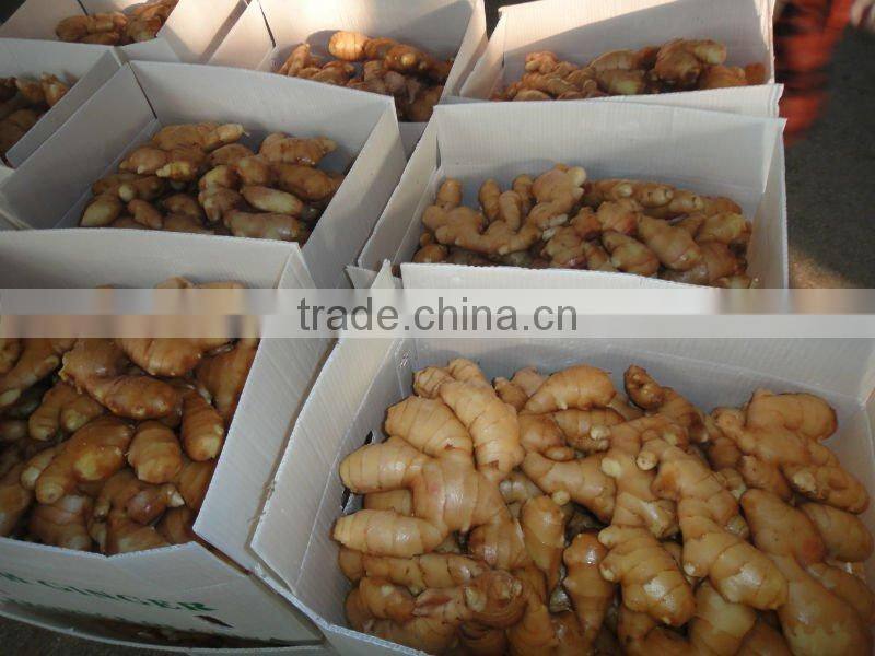 Chinese cheaper fresh ginger