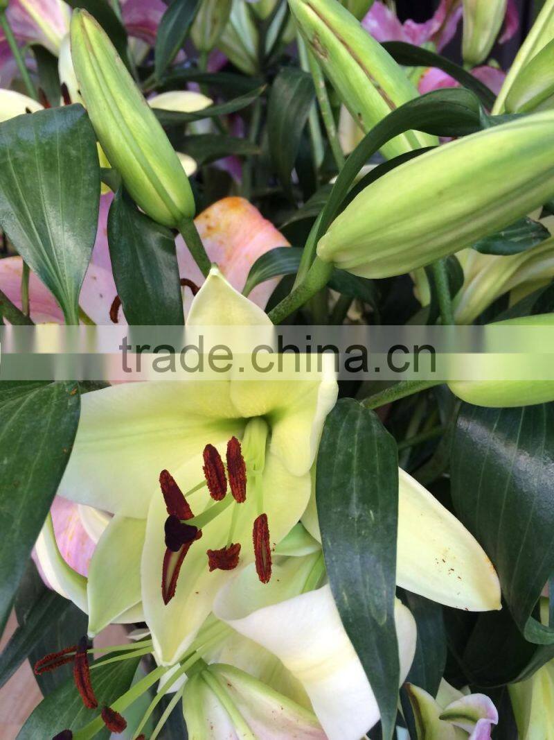 Supply Kunming Spring and Summer fresh flowers fresh cut lilies