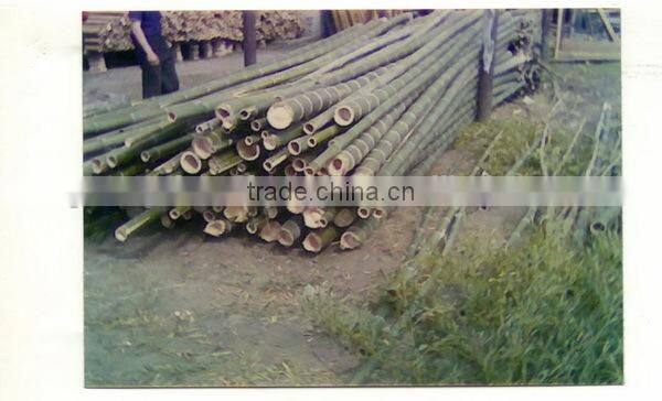 New style artificial bamboo plant/high quality evergreen bamboo for decoration