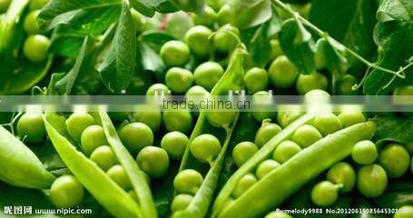 Best Functional Food Ingredient Vegetable Pea Dietary Fiber Powder