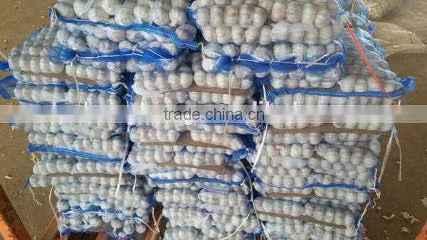 We can supply fresh garlic/ginger/potato/onion/chilli