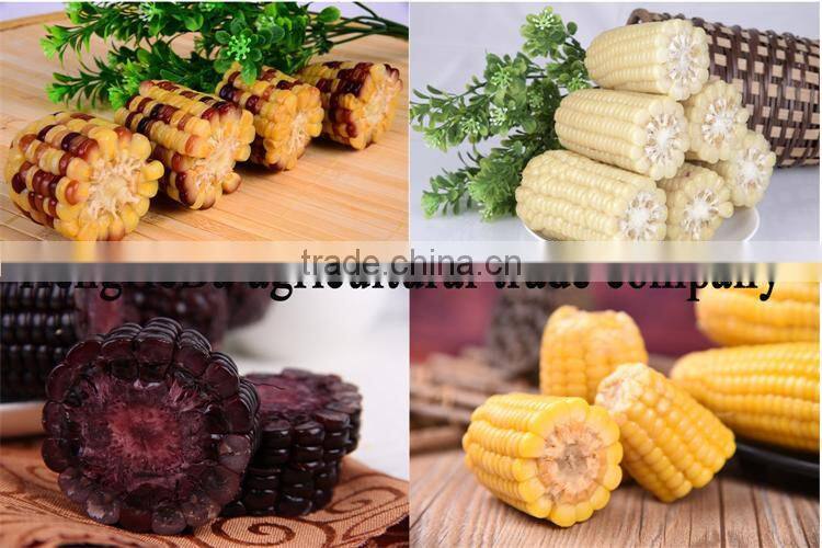 china supplier as gift for child yellow waxy corn