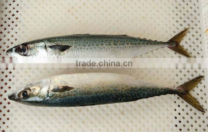 mackerel fillet iqf
