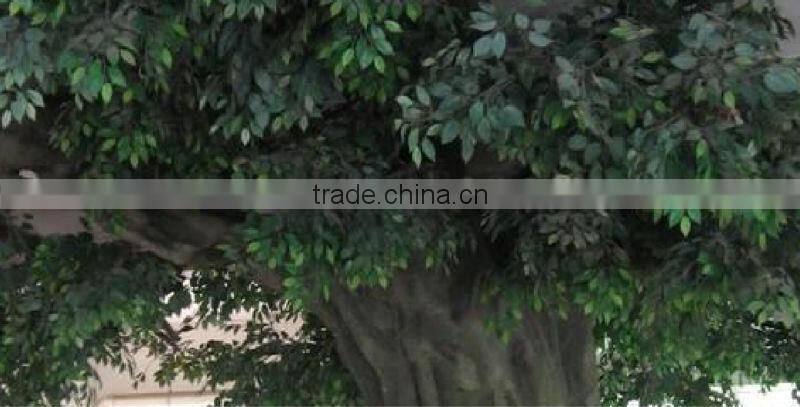 decorative big trees banyan tree