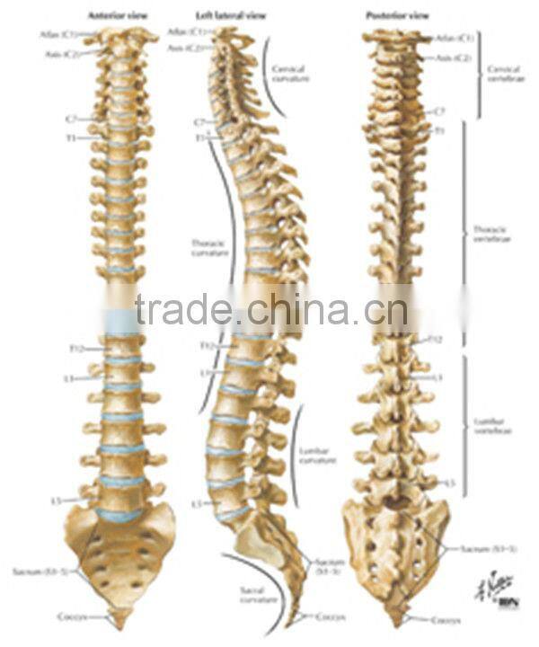 Professional Spinal adjustment and chiropractic instrument BD-M003