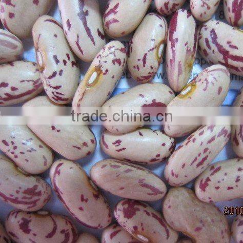 Light Speckled Kidney Bean 2010 long shape