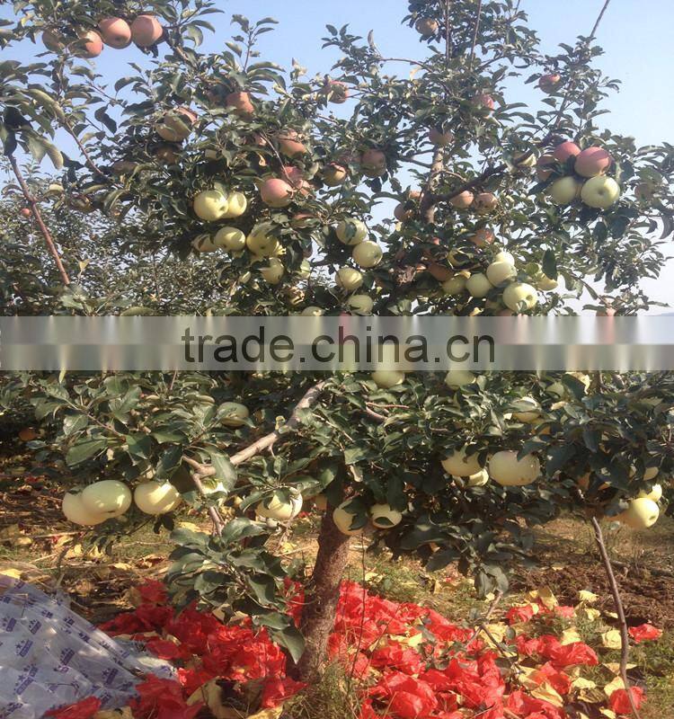 chinese red fuji apple