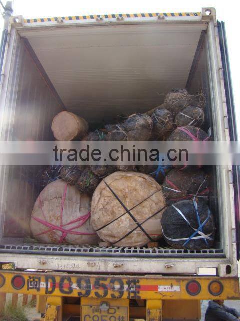 blooming Bauhinia variegata L of outdoor decorative ornamental landscape plants