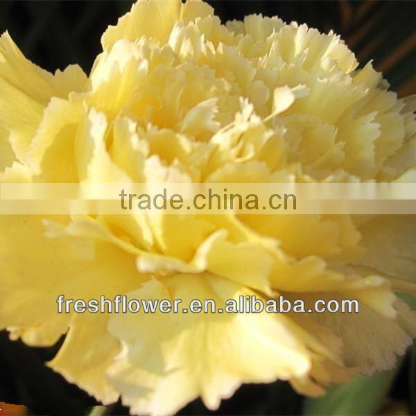fresh cut carnation flower