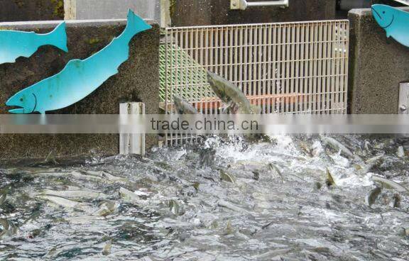 Galvanized steel serrated floor fish screen