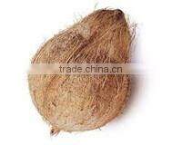 Fresh matured coconut supplier