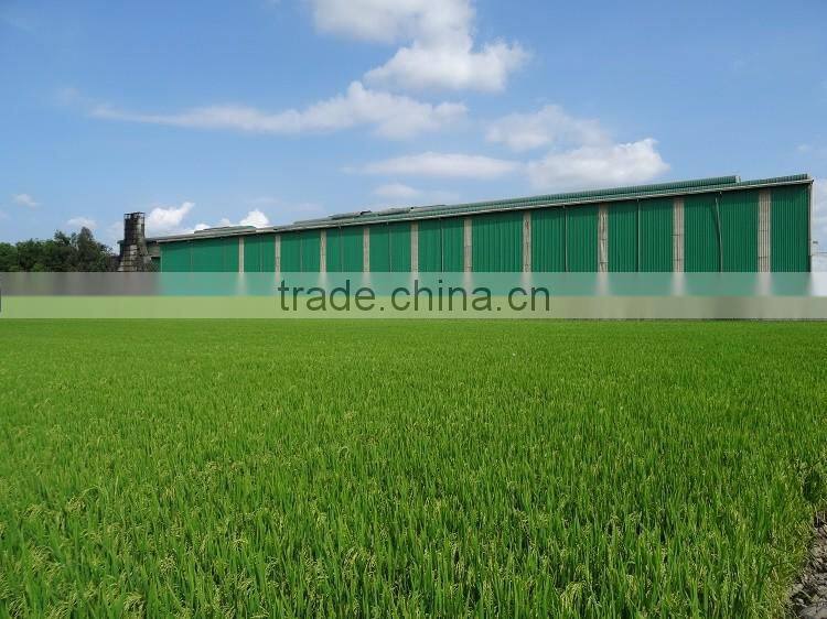 Vietnam ST20 Fragrant Rice