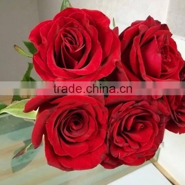 Factory new coming natural black magic rose