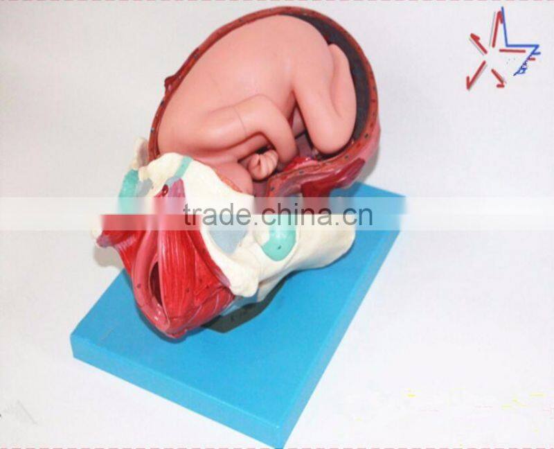 Training model of fetal production process in the model of term fetus