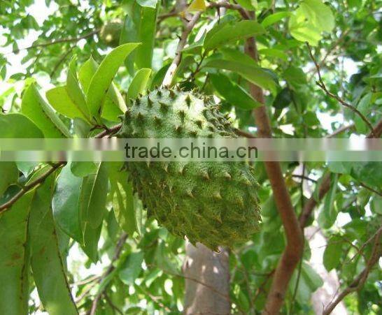 Healty & Natural Soursop Tea Bulk Exporters