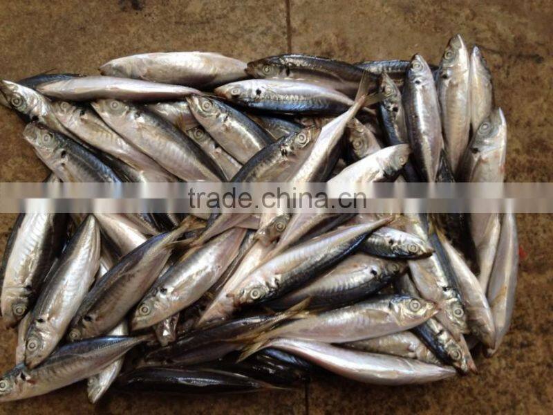 2016 Newly 16pcs/kg Light Seine Frozen Round Scad
