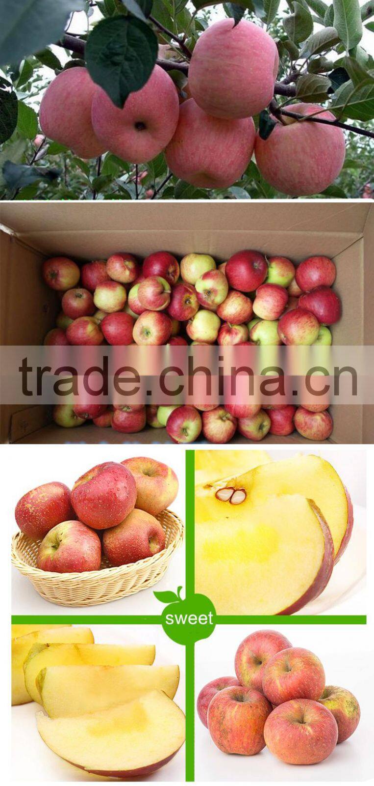 red organic apple on sale