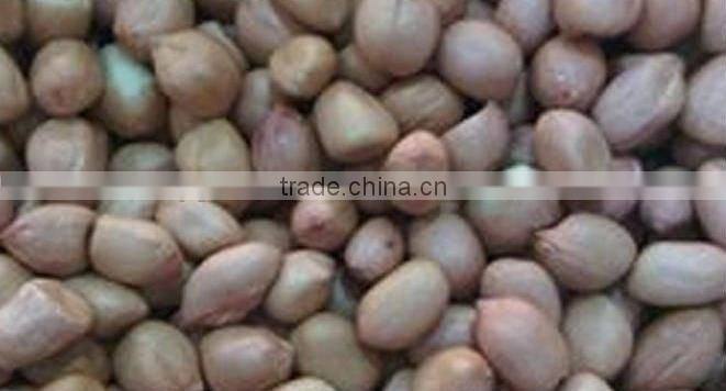 New crop 2013 Bold Peanuts 50/60