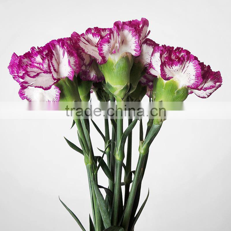 Wholesale fresh carnation cut flower prices