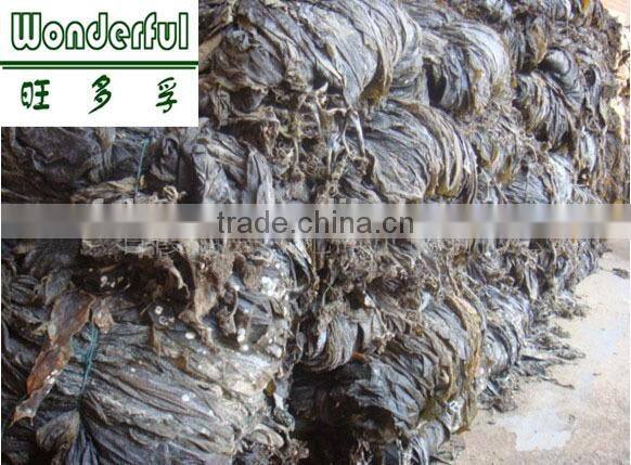 Kelp raw material,Dried Kelp,dry algae,dry algae,taiwan seafood importers