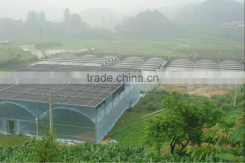 Muilti-span film greenhouse for vegetable