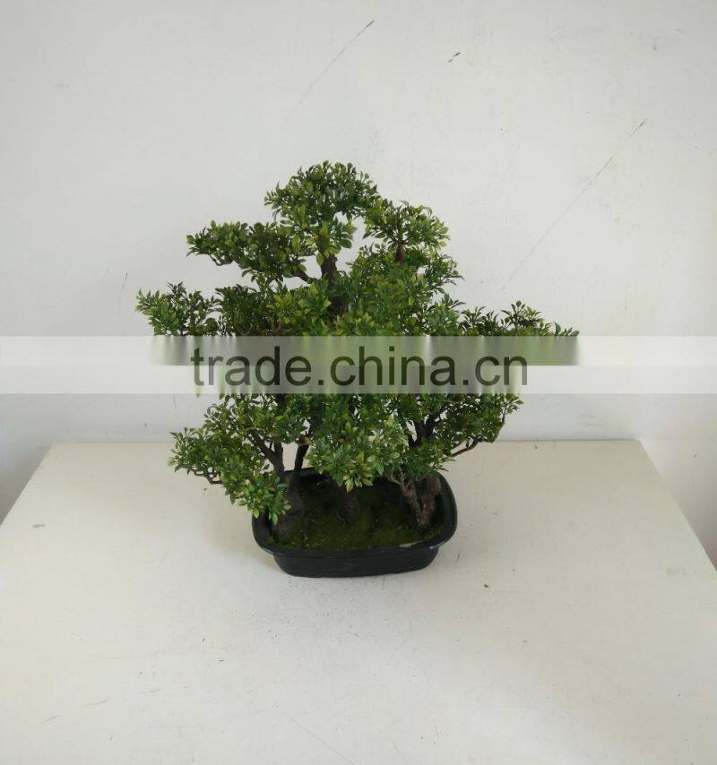 small bonsai tree wholesale