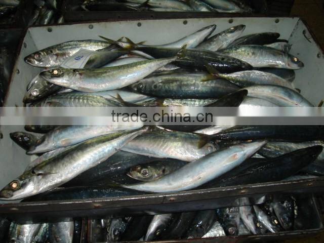 round scad(decapterus macarellus)