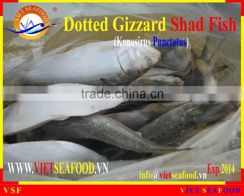 FROZEN W/R DOTTED GIZZARD SHAD FISH