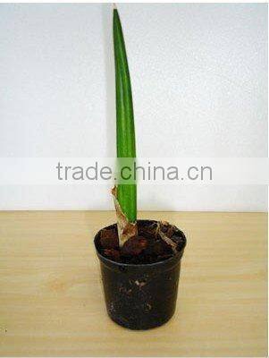 Thailand PT-009 Sanverseria Snake Tounge Pot Plant