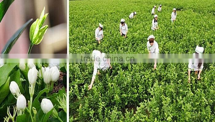 Chinese Organic Jasmine Flower Tea,Bitanpiaoxue jasmine tea