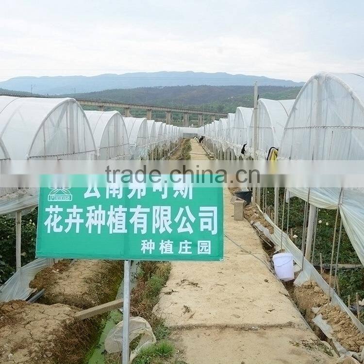 Good quality latest white violet flower