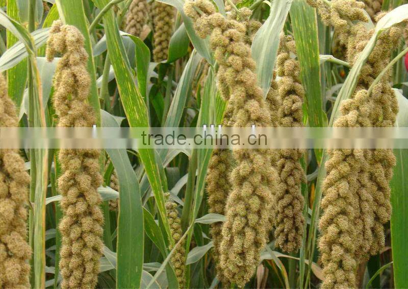 High Efficiency manual rice thresher 0086 15238385148