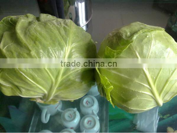 chinese round cabbage