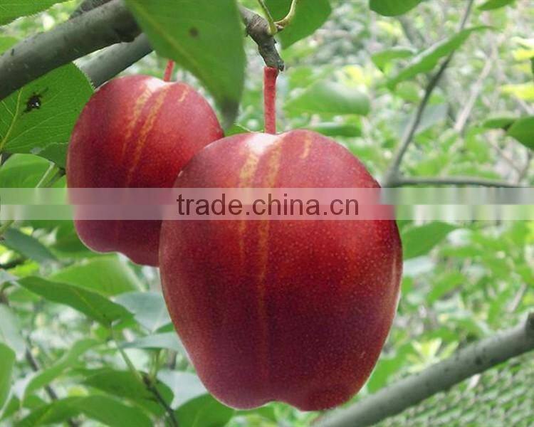 red flesh apple tree seedling