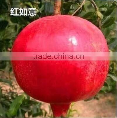 Easy survival pomegranate seedling